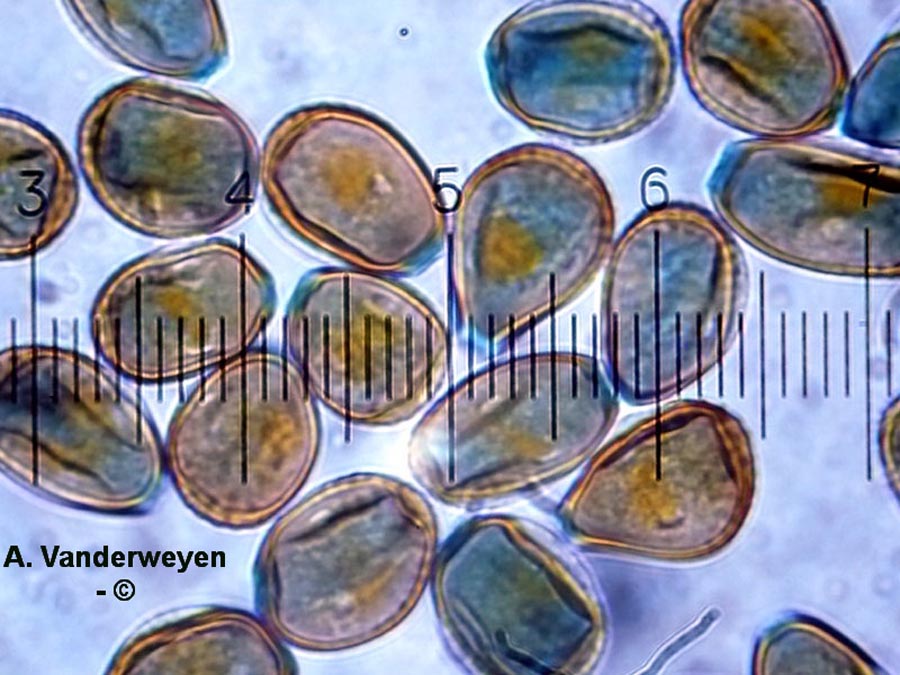 Puccinia bornmuelleri