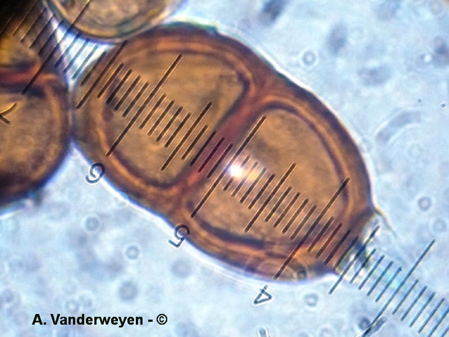 Puccinia bornmuelleri