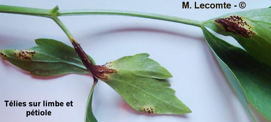 Puccinia bornmuelleri