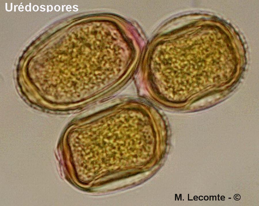 Puccinia bornmuelleri