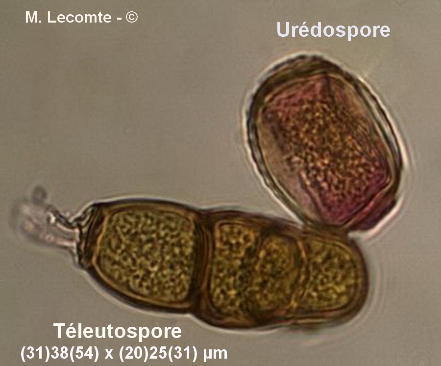 Puccinia bornmuelleri