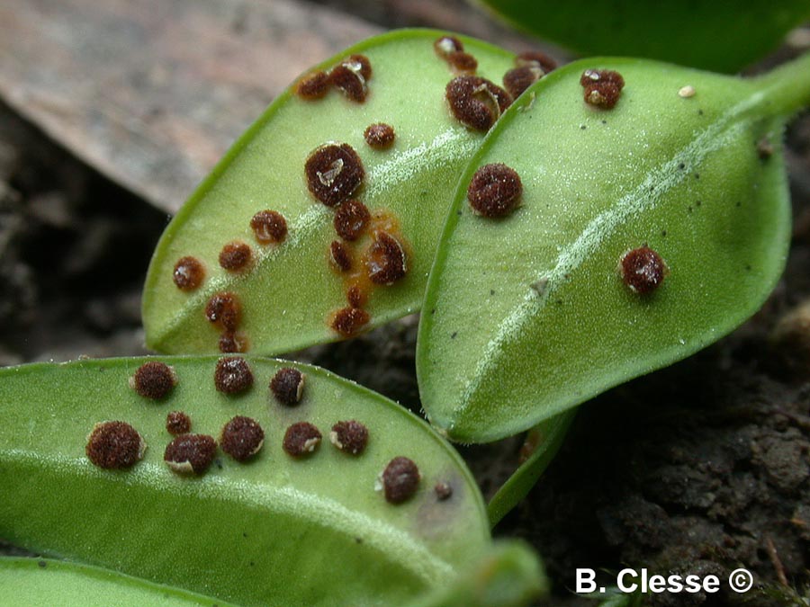 Puccinia buxi