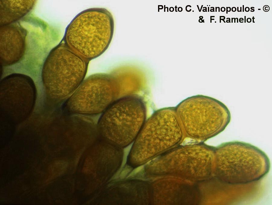 Puccinia buxi