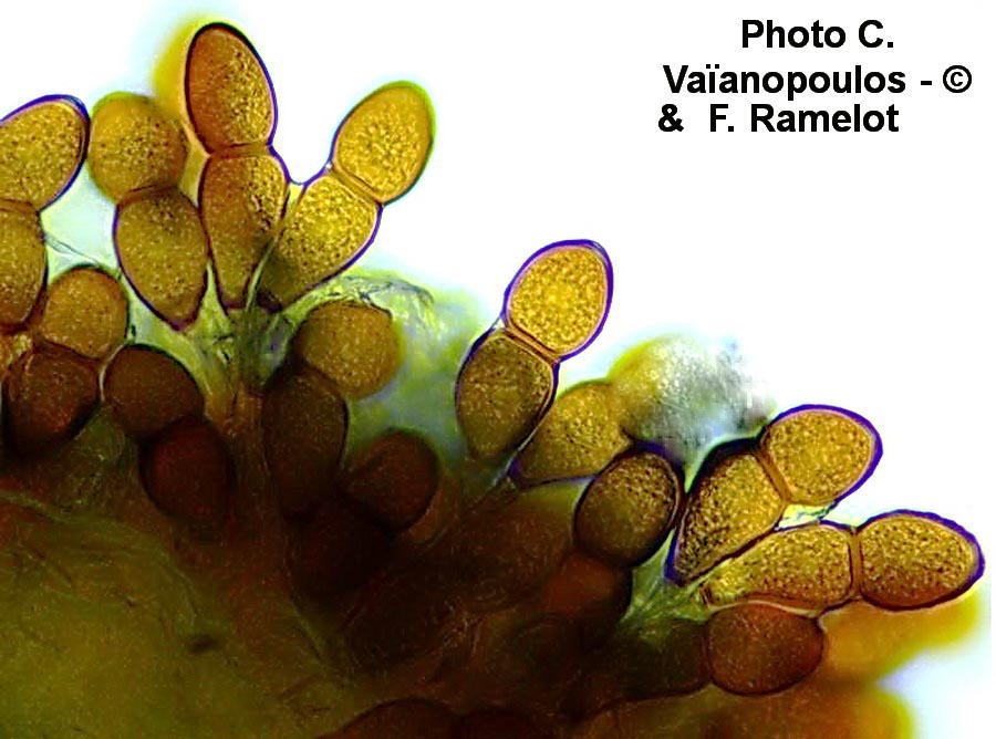 Puccinia buxi