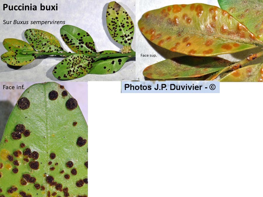 Puccinia buxi