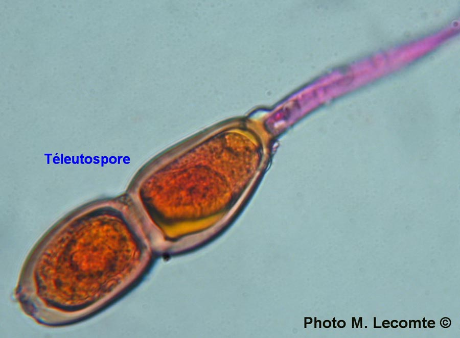 Puccinia buxi