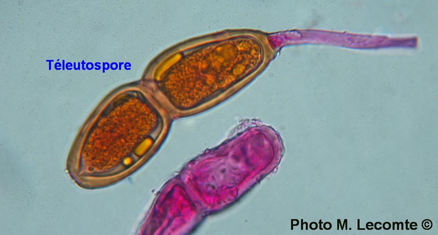 Puccinia buxi