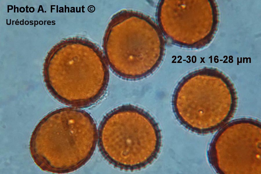 Puccinia calcitrapae