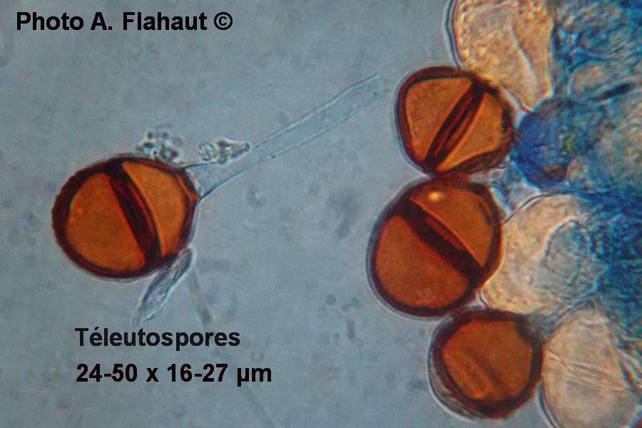 Puccinia calcitrapae