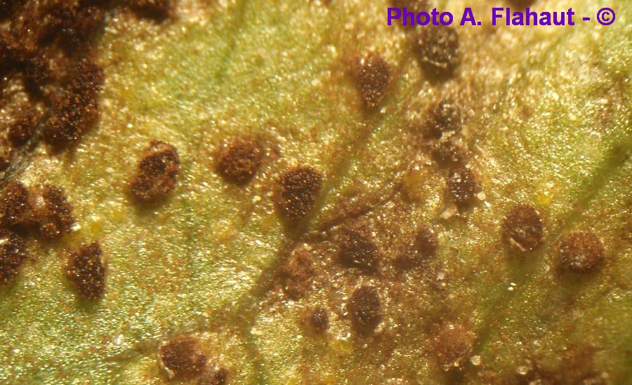 Puccinia calthicola