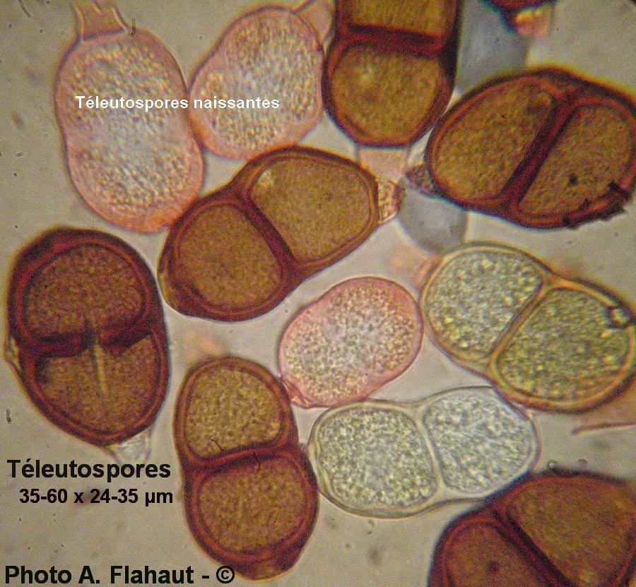 Puccinia calthicola