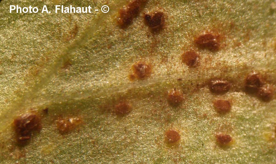 Puccinia calthicola