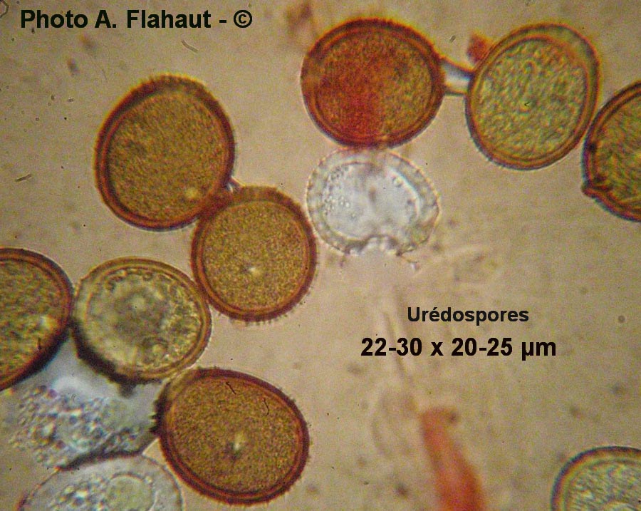 Puccinia calthicola