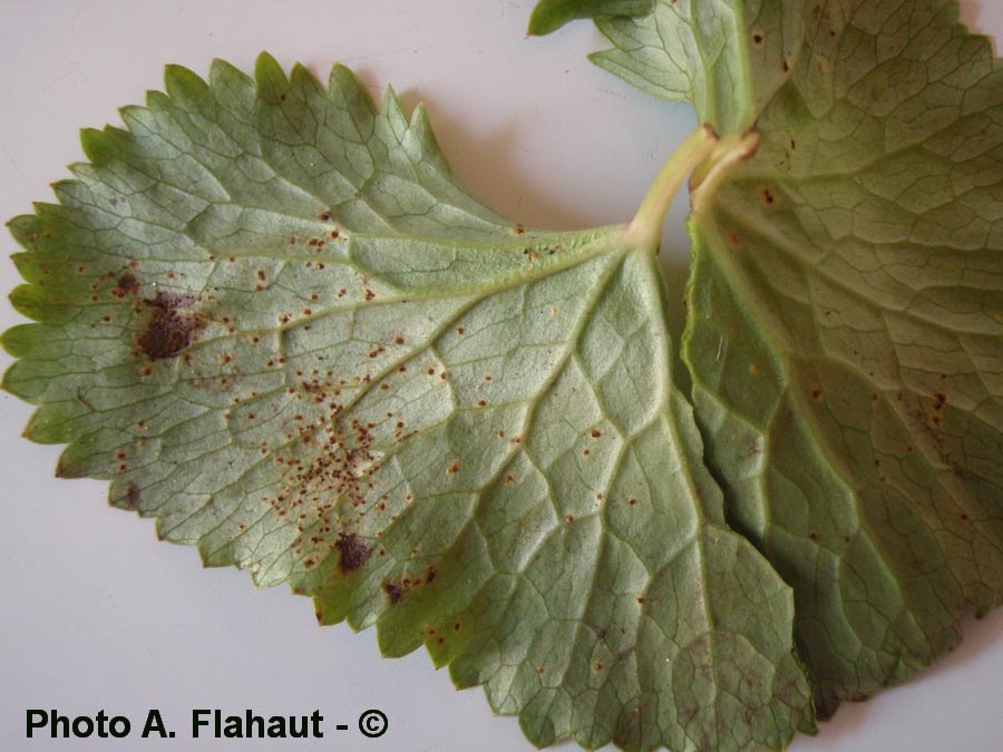 Puccinia calthicola