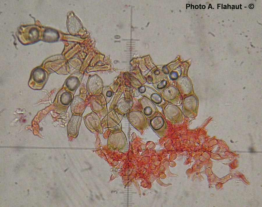 Puccinia caricina