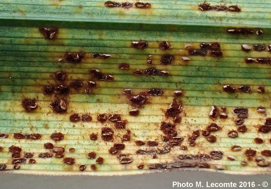 Puccinia caricina