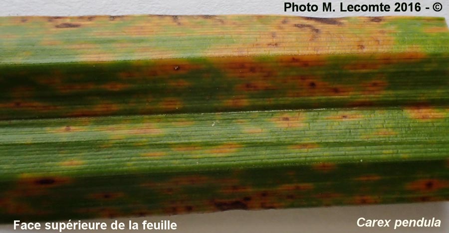 Puccinia caricina