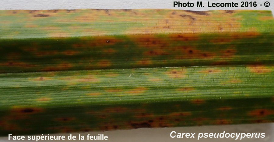Puccinia caricina