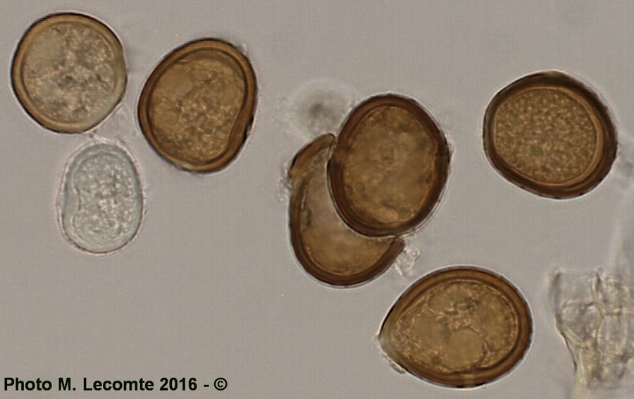 Puccinia caricina