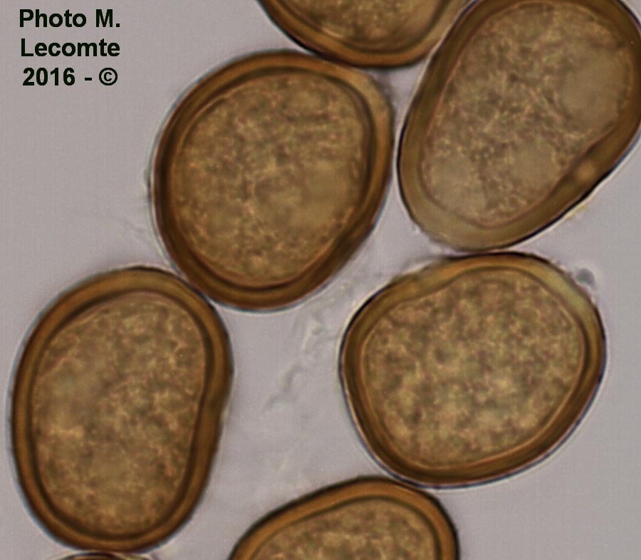 Puccinia caricina