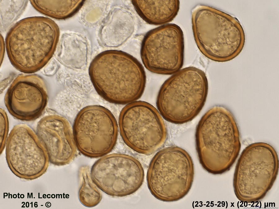 Puccinia caricina