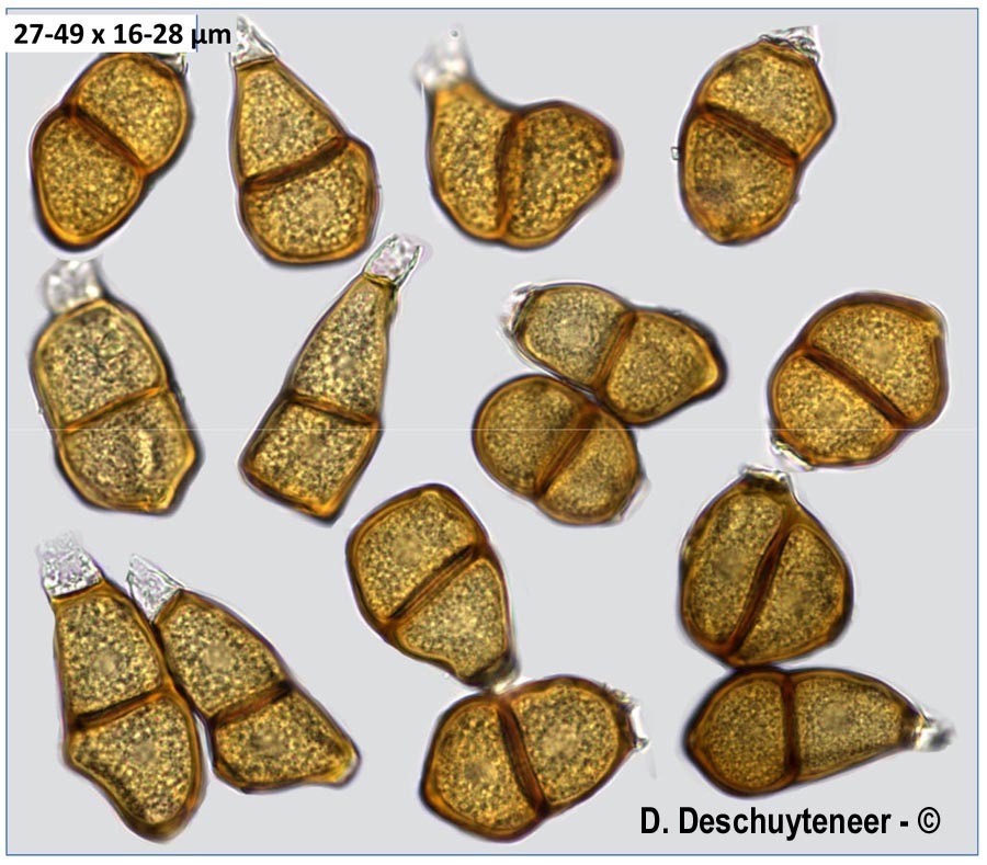 Puccinia cervariae