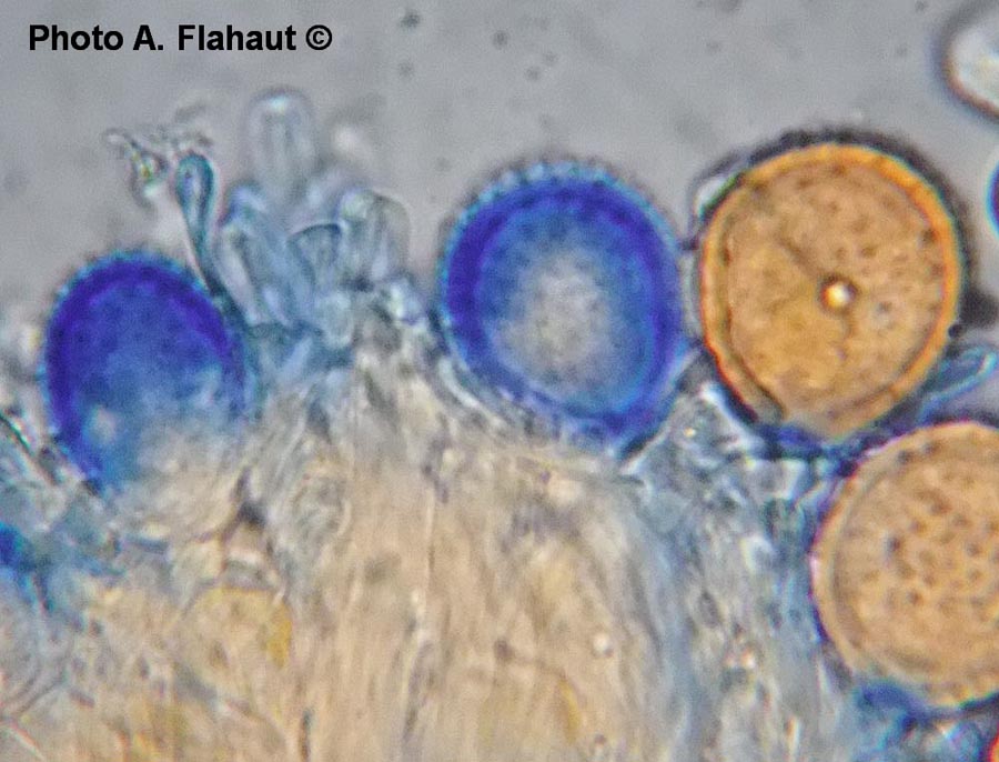 Puccinia chaerophylli