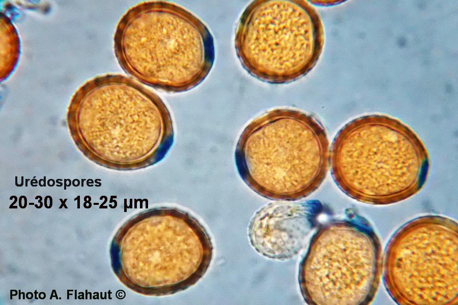 Puccinia chaerophylli