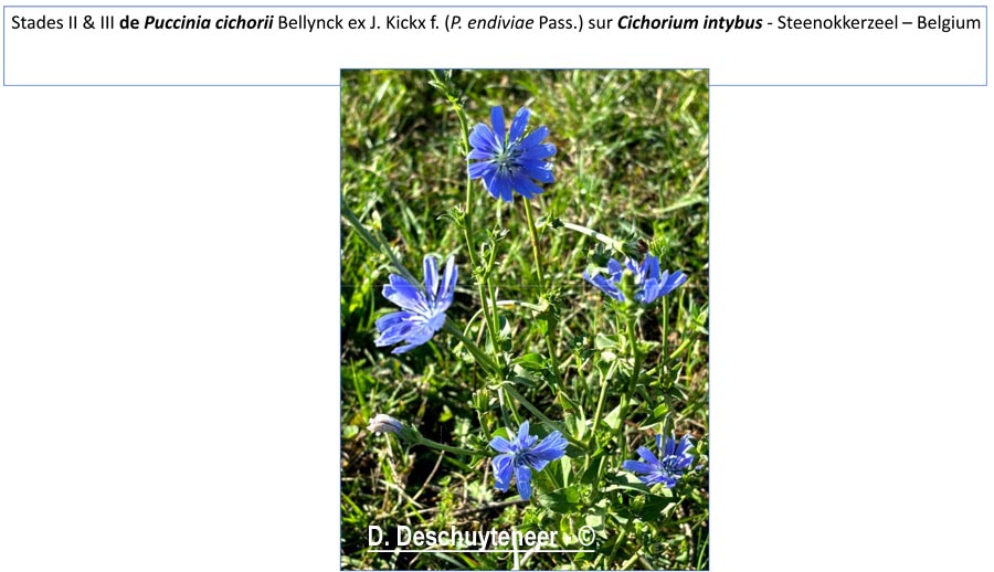 Puccinia cichorii