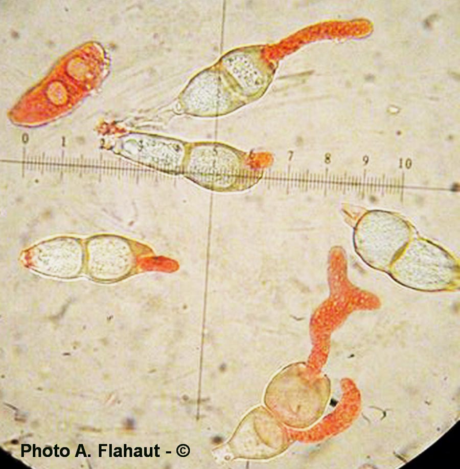 Puccinia circaeae