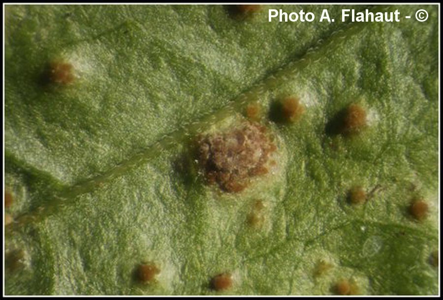 Puccinia circaeae