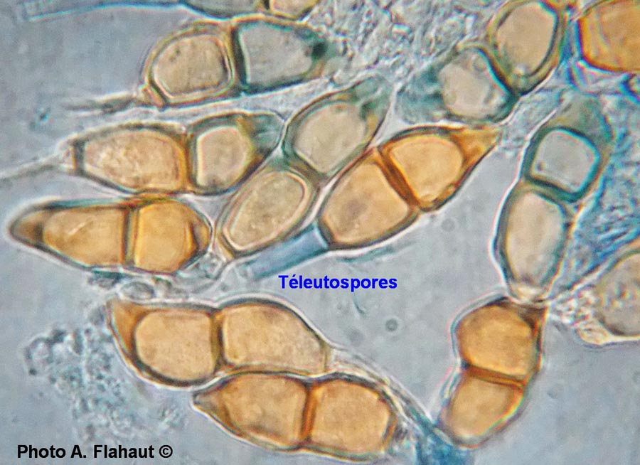 Puccinia circaeae