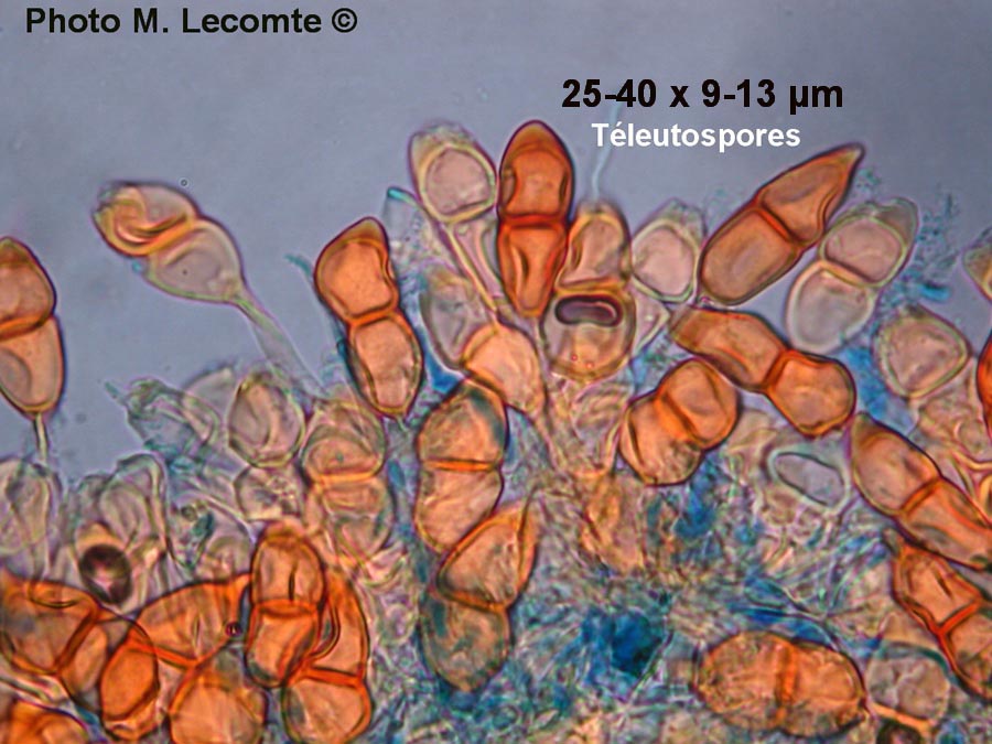 Puccinia circaeae