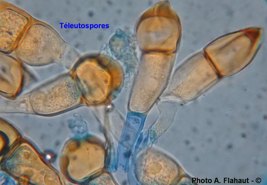 Puccinia cnici-oleracei