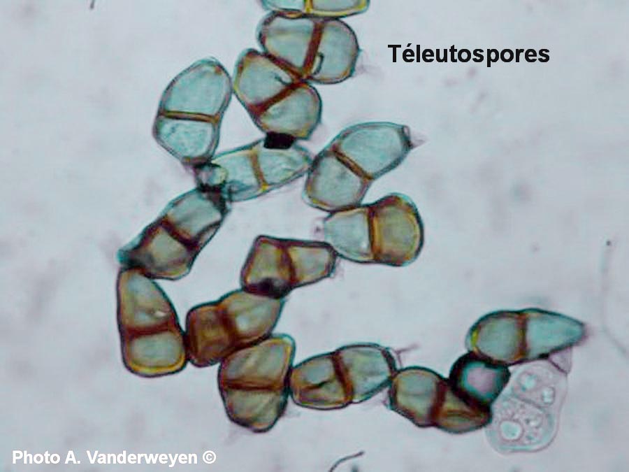 Puccinia conii