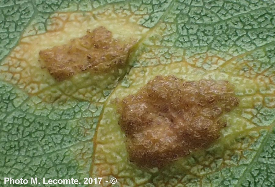 Puccinia convolvuli