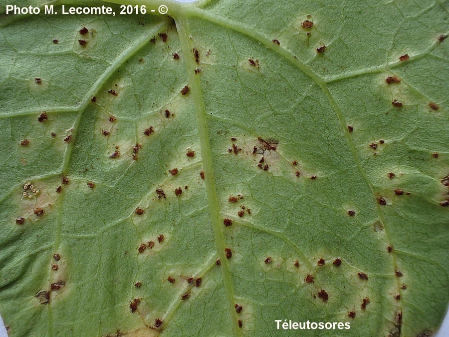 Puccinia convolvuli