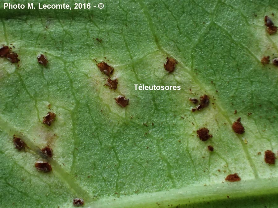 Puccinia convolvuli