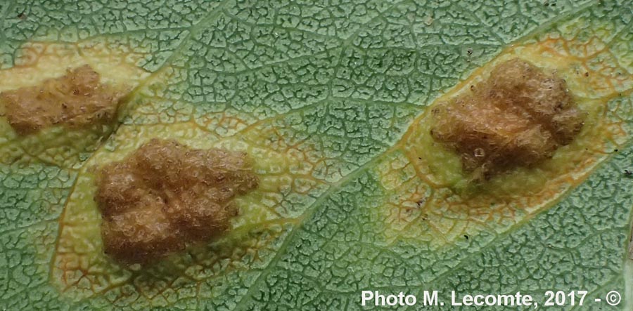 Puccinia convolvuli