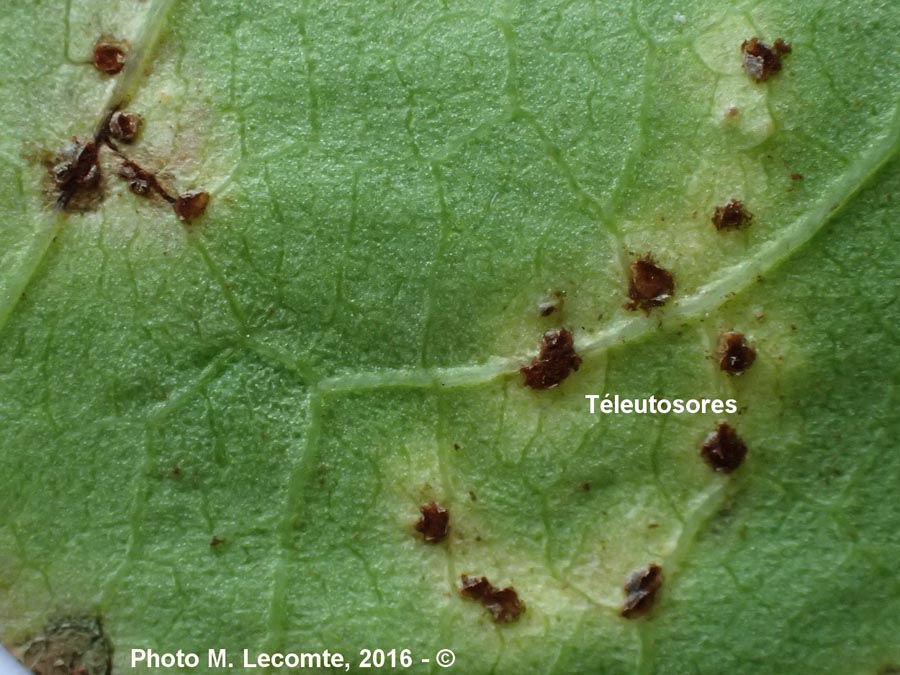 Puccinia convolvuli