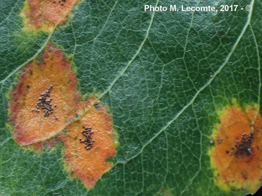 Puccinia convolvuli