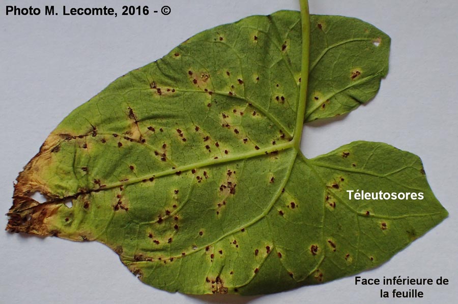 Puccinia convolvuli