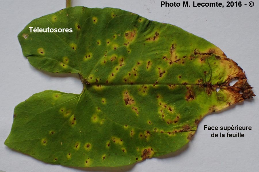 Puccinia convolvuli