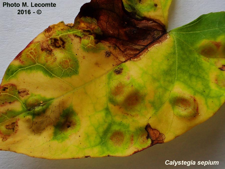 Puccinia convolvuli