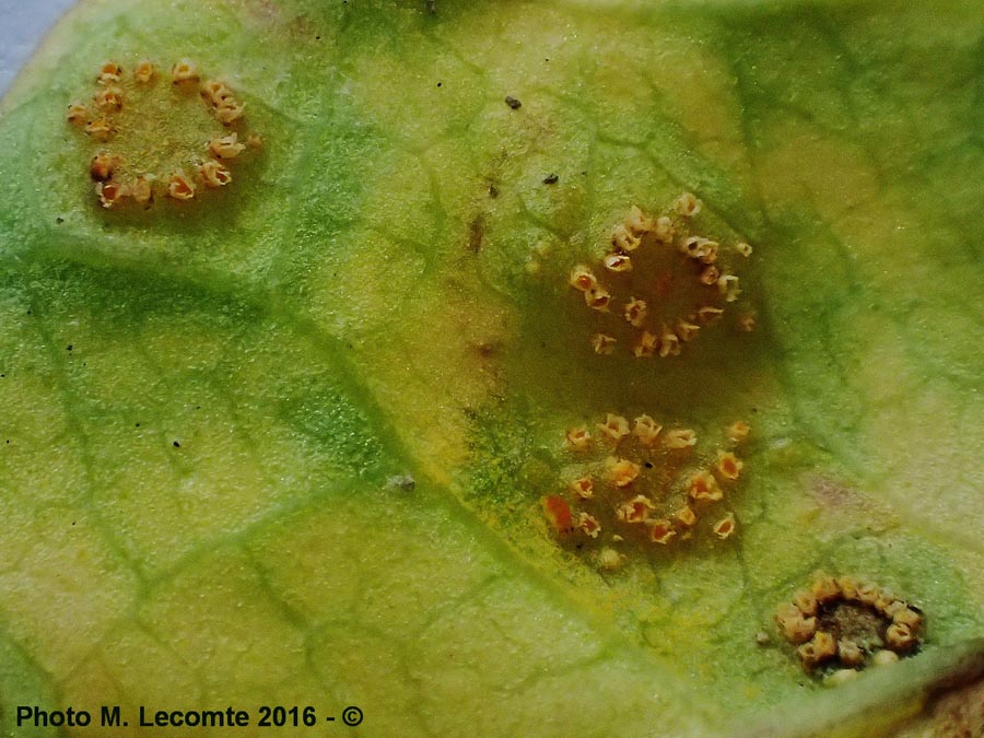 Puccinia convolvuli