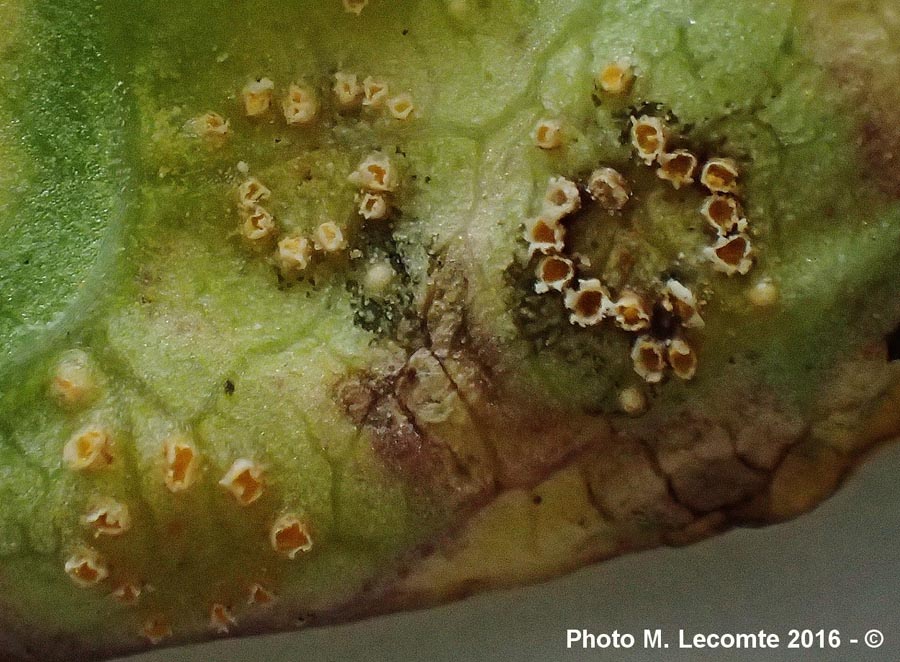 Puccinia convolvuli