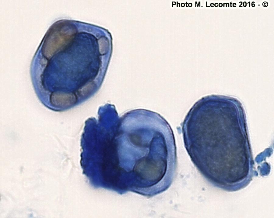 Puccinia convolvuli