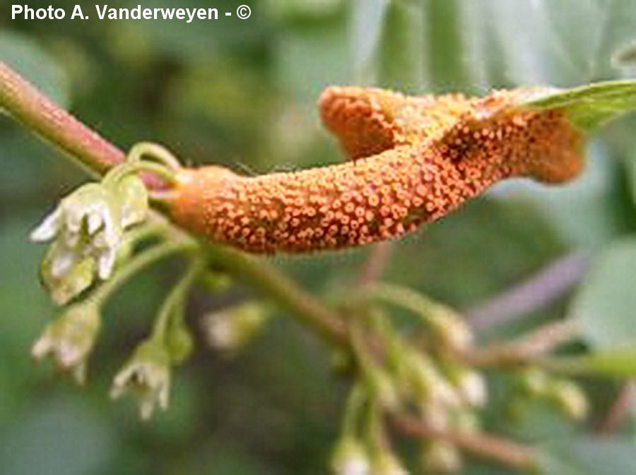 Puccinia coronata