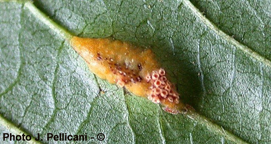 Puccinia coronata