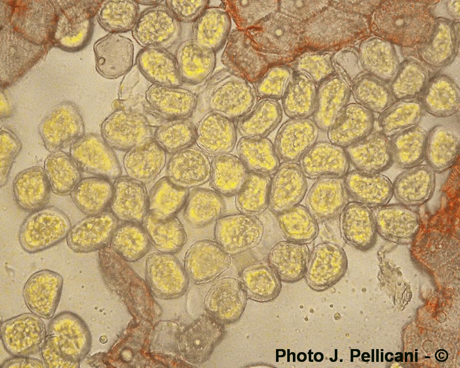 Puccinia coronata